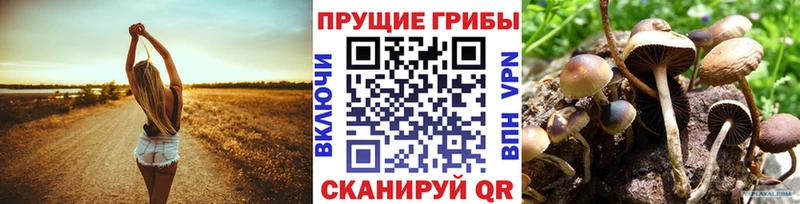 Псилоцибиновые грибы Psilocybine cubensis  Гудермес 