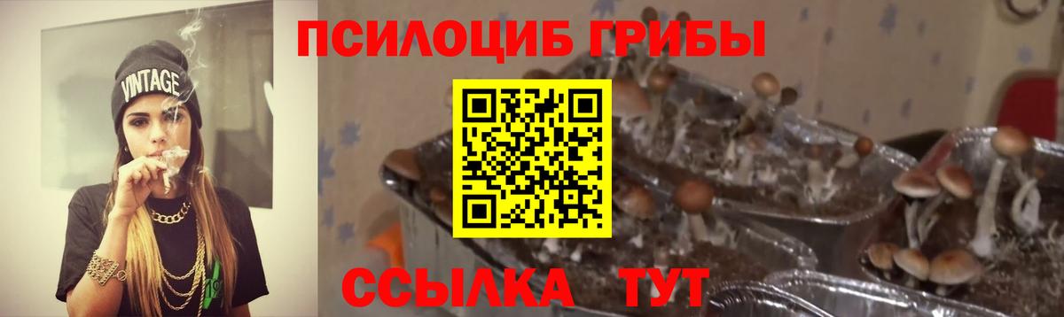 Галлюциногенные грибы Psilocybe Гудермес